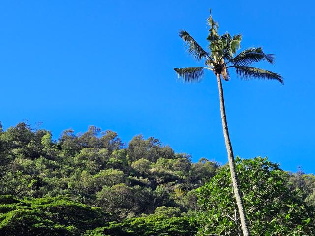 날짜변경선 너머의 하와이 제도 오아후섬에선 연중 온화한 싱그러운 여름을 만날 수 있다.