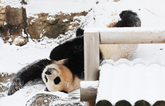 Fu Bao, Korea's giant panda, plays in the snow at Everland in Yongin, Gyeonggi. [YONHAP]