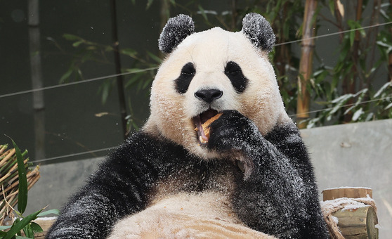 Fu Bao, Korea's giant panda, plays in the snow at Everland in Yongin, Gyeonggi. [YONHAP]