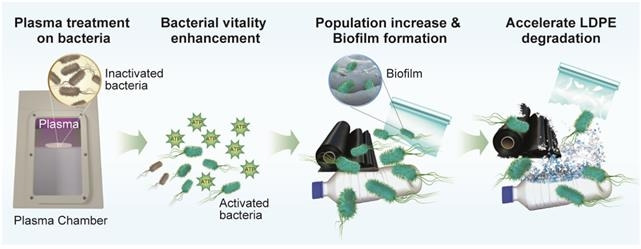 플라즈마 처리를 한 미생물을 플라스틱에 접종 후 분해까지 과정 요약  [한국핵융합에너지연구원 제공. 재판매 및 DB 금지]