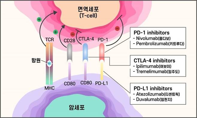 3세대 항암제인 면역억제제의 작용 개념도와 주요 종류. [자료=국립암센터]