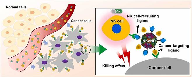 울산과학기술원(UNIST) 연구진이 개발한 NK 세포 전달 나노드론. 연구진은 특정 암세포를 표적으로 한 항암 효능을 높일 수 있을 것으로 예상했다./울산과학기술원(UNIST)
