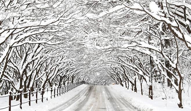 온통 눈세상으로 변한 내장산국립공원 경내길. *재판매 및 DB 금지