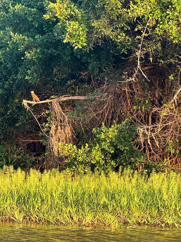 한 마리 새가 아마존강을 바라보며 먹이를 탐색하고 있다.
