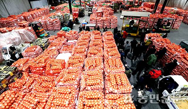 올해 신선양파 수입량이 정부의 저율관세할당(TRQ) 수입 정책 등의 영향으로 10만ｔ을 넘은 것으로 나타났다. 사진은 서울 가락시장에서 양파 경매가 진행되는 모습.