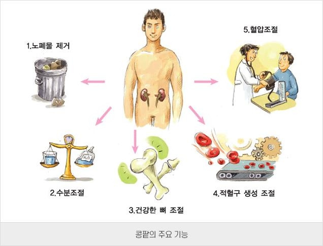 콩팥의 주요 기능 [대한신장학회 제공]