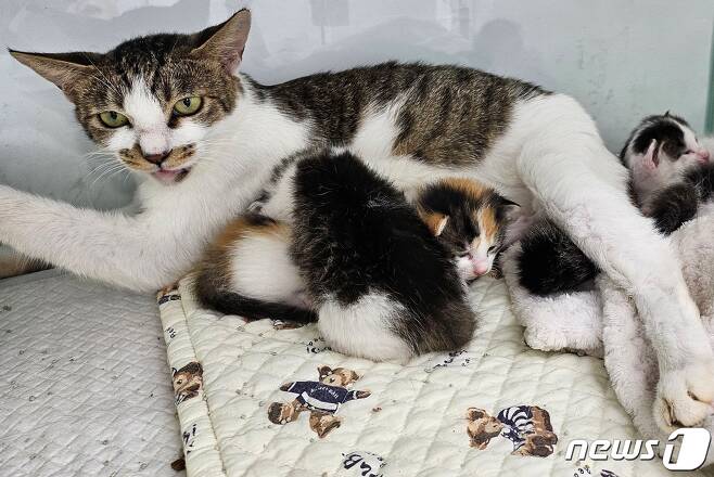피부병을 앓고 있던 엄마 고양이가 새끼 고양이들을 위해 수유를 하고 있다.(길냥이와 동고동락 제공) ⓒ 뉴스1