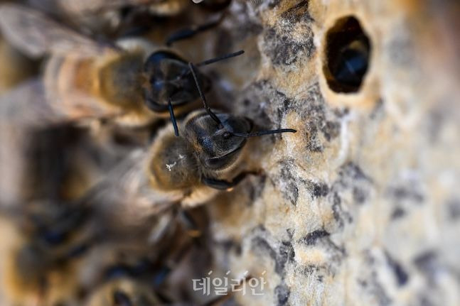 정부가 꿀 등급제를 본격적으로 시행하면서 사양꿀의 천연꿀 둔갑이 원천적으로 차단될 것으로 기대된다. 사진은 우리나라 토종벌이 꿀을 저장하고 있는 모습. ⓒ데일리안 배군득 기자