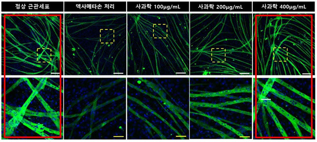 사과락 농도가 높을수록 근관세포의 크기와 수가 정상에 가깝게 회복되는 모습.