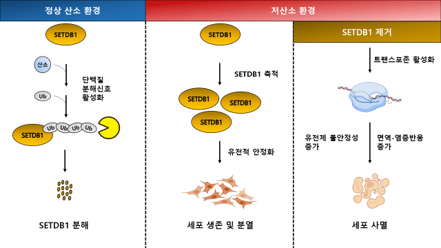 산소 농도에 따른 SETDB1 단백질의 조절 모식도. 정상 산소 환경에서는 SETDB1이 단백질 분해 신호를 통해 분해된다. 저산소 환경에서는  SETDB1의 축적으로 유전체 안정화가 유지되어 세포 생존 및 분열한다.  하지만 저산소 환경에서 SETDB1이 제거되면  트랜스포존이 활성화되어 면역-염증 신호와 유전체 불안정성이 증가하여 세포사멸이 유도된다. (자료=생명연)