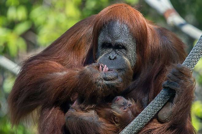 새끼를 품에 안고 돌보고 있는 암컷 오랑우탄. /San Diego Zoo