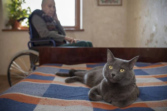 반려동물로 흔히 길러지는 고양이. 게티이미지뱅크 제공