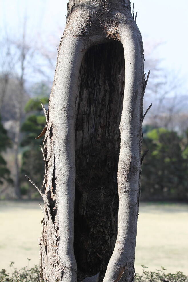 반복적인 동해를 입고도 열심히 열심히 살아가는 느티나무. 사진 김용규 괴산여우숲생명학교장