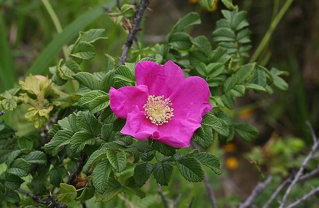 해당화. 찔레꽃과 같은 혈통의 ‘장미과’ 식물로 바닷가 주변에 주로 산다. 지역에 따라 ‘때찔레’ ‘홍찔레’라고 부르기도 한다. 허태임