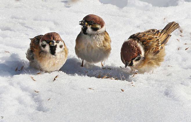참새 세 마리가 사이 좋게 눈 속에서 먹이를 찾아 먹고 있습니다. 서로 다투지 않고 나누어 먹는 모습이 참 이쁩니다.  이충우 기자