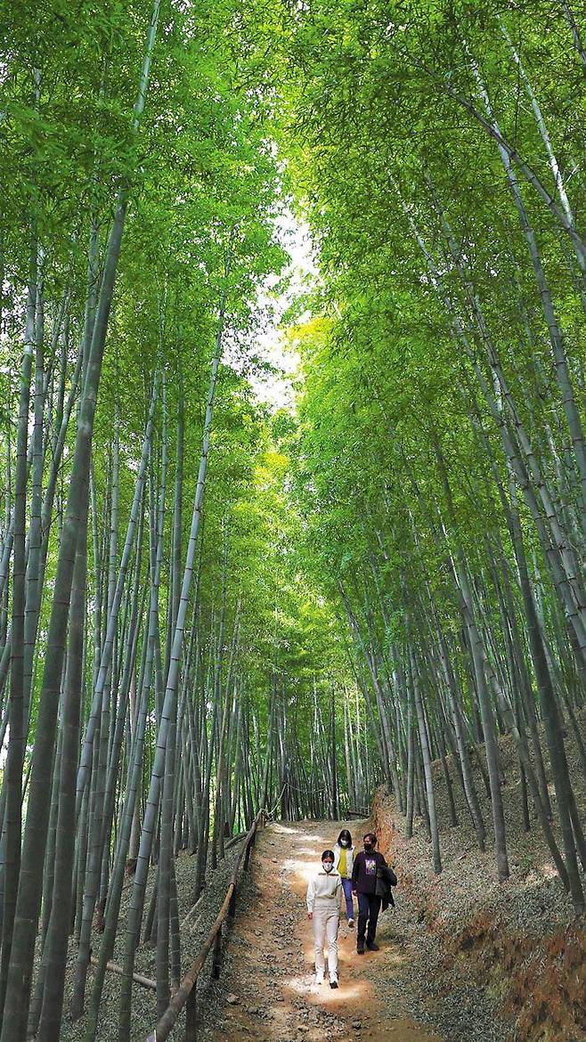 지난 10일 오후 경남 거제시 하청면 거제맹종죽테마공원을 찾은 시민들이 푸른 대나무 숲 길을 산책하고 있다. 맹종죽은 대나무 종류 중 가장 굵은 종으로, 지름이 20~30㎝에 달한다. 높이는 10~20m까지 자란다. 국내 맹종죽의 약 80%가 거제에 군락을 이루고 있다. /김동환 기자