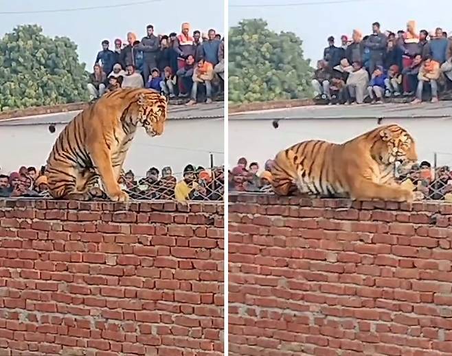 고양이 아냐?…인도 마을 담벼락 위에 엎드린 호랑이 / 사진=엑스
