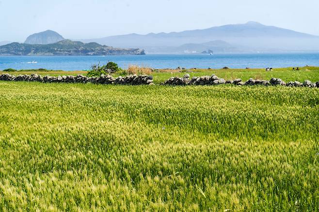 '더 늦기 전에 가봐야 할 4월의 가파도 여행' 속 청보리밭도 톱5 순위 안에 들었다. / 허재성 영상미디어 객원기자