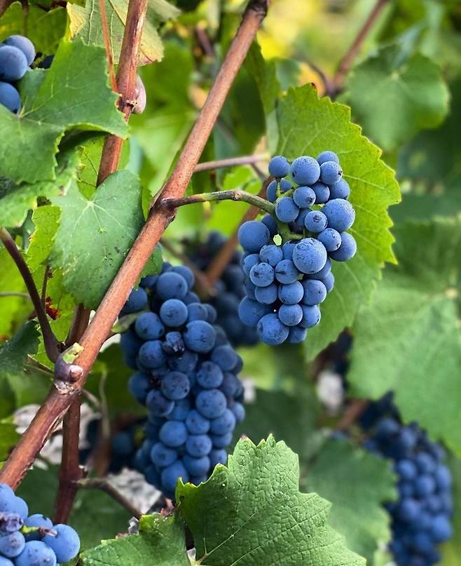 피노누아. 샤르토뉴 따이에 인스타그램