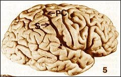 사후에도 많은 과학자들을 매료시켰던 아인슈타인의 뇌.지금까지 발표된 아인슈타인 뇌 연구에 대한 논문들은 천재성의 원인이 뇌의 크기나 무게가 아니라 구조상의 차이 때문인 것으로 추정하고 있다.아인슈타인의 뇌는 성인 남성 평균뇌 무게인 1400g보다 가벼운 1230g에 불과했지만,신경세포에 영양을 공급하는 신경 아교세포의 수가 월등히 많았다고 한다.
