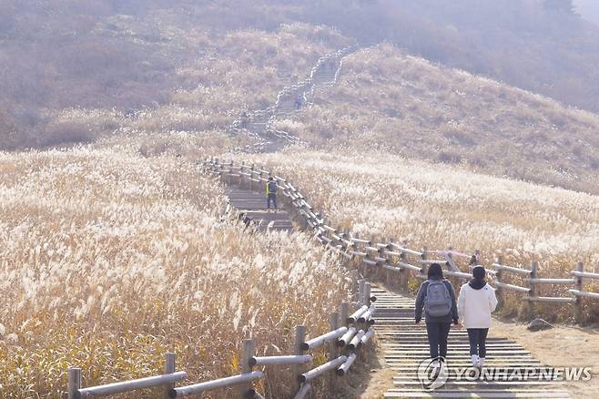 울산 영남알프스 간월재 억새평원 [연합뉴스 자료사진]