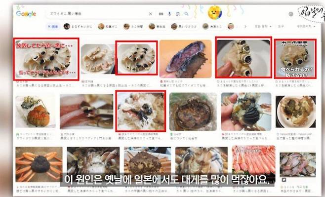 일본 온라인상에 올라온 '검은 대게' 관련 게시물들./유튜브채널 '입질의 추억'
