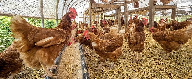 닭의 울음소리로 어떤 감정을 표현한 것인지 인간이 이해할 수 있다는 연구 결과가 나왔다./조선일보DB