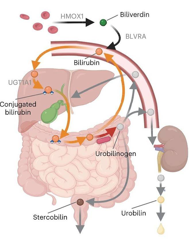 브랜틀리 홀(Brantley Hall) 미국 메릴랜드대 교수 연구팀이 밝힌 소변 색소 순환 과정./네이처 미생물학