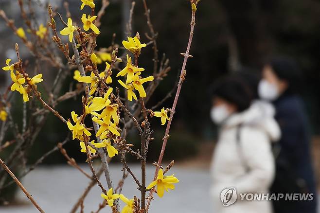 지난달 13일 국회에 봄에 개화하는 것으로 알려진 노란 개나리가 피어있다. [연합뉴스 자료사진]