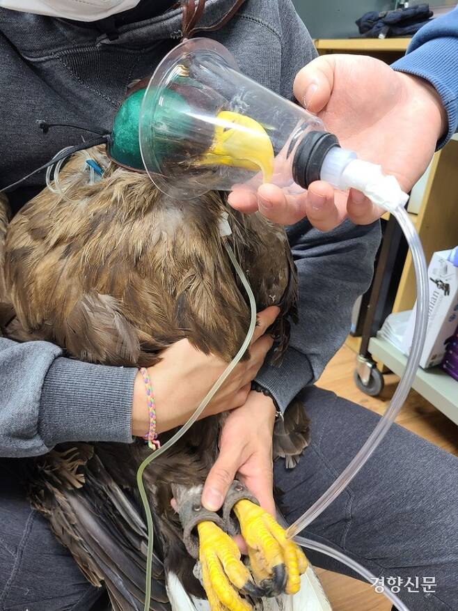 청주동물원 흰꼬리수리 관우는 2차 중독된 비둘기를 먹고 중독 치료 중에 세상을 떠나고 말았다. 김정호 수의사 제공
