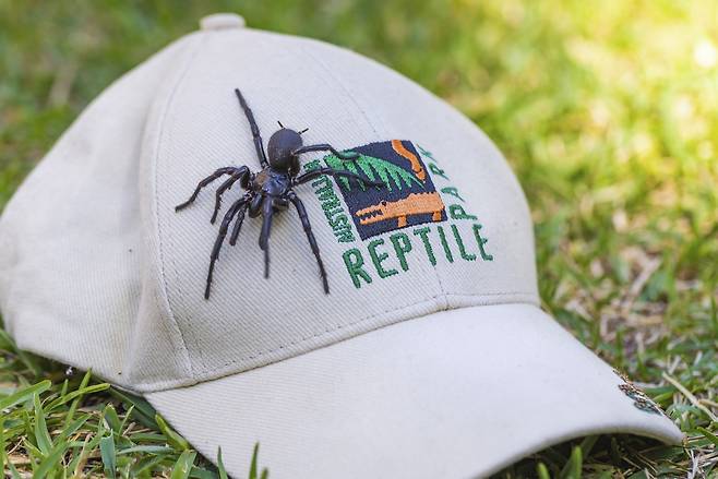 시드니깔때기그물거미(Sydney funnel-web spider) 한 마리가 호주 파충류공원에 기증됐다.