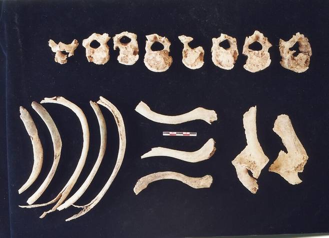 맨 위부터 발굴 뒤 감식한 등뼈, 갈비뼈, 빗장뼈, 어깨뼈. 청계 인류진화연구소 제공