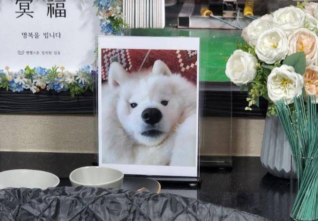 유튜브채널 사모예드 티코 운영자가 티코의 죽음을 알리고 추모하기 위해 올린 게시물. 사모예드 티코 인스타그램 캡처