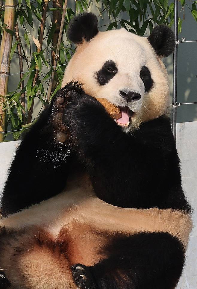 푸바오가 영양식빵 워토우를 먹고 있다. 푸바우가 제일 좋아하는 간식인 워토우는 옥수수전분, 콩가루, 쌀가루 등을 혼합해서 만든 빵이다.