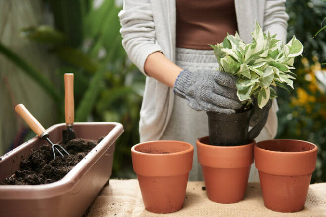 집 안에서 식물을 기르는 것은 정신적 안정을 줄 뿐 아니라 실내 공기를 정화해 건강에 도움이 될 수 있다.[사진=게티이미지뱅크]
