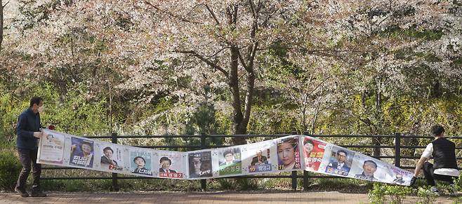 8일 오전 서울 진관동주민센터 관계자들이 은평뉴타운 벚꽃길 주변에 붙어 있던 선거벽보를 제거하고 있다. /연합뉴스