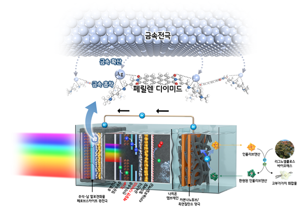 금속이온 확산에 대한 화학적 장벽 역할을 하는 페릴렌 디이미드 분자를 활용해 안정성이 향상된 광전기화학 장치의 개념도.