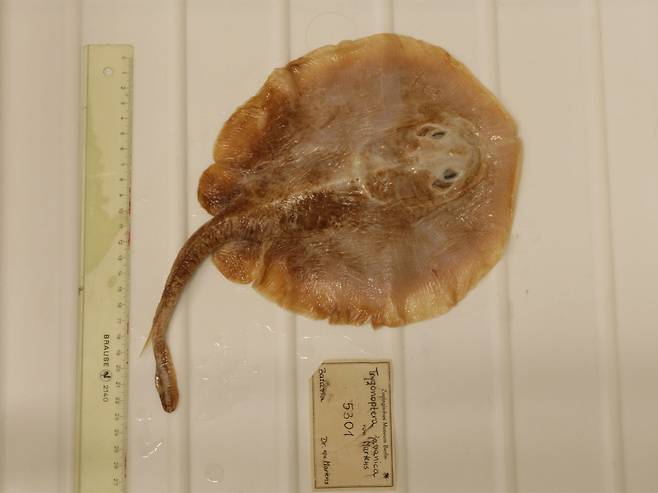 해양 어류 최초로 인간 활동 때문에 멸종한 자바가오리 [사진 Edda Aßel, Museum für Naturkunde Berlin]