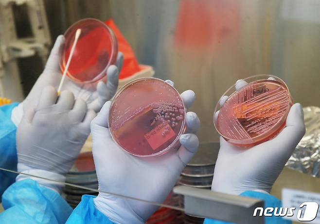 지난해 3월 경기도 수원시 권선구 경기도보건환경연구원에서 감염병연구부 수인성질환팀 직원이 식중독균 배양검사를 하고 있다. 2023.3.15/뉴스1 ⓒ News1 김영운 기자