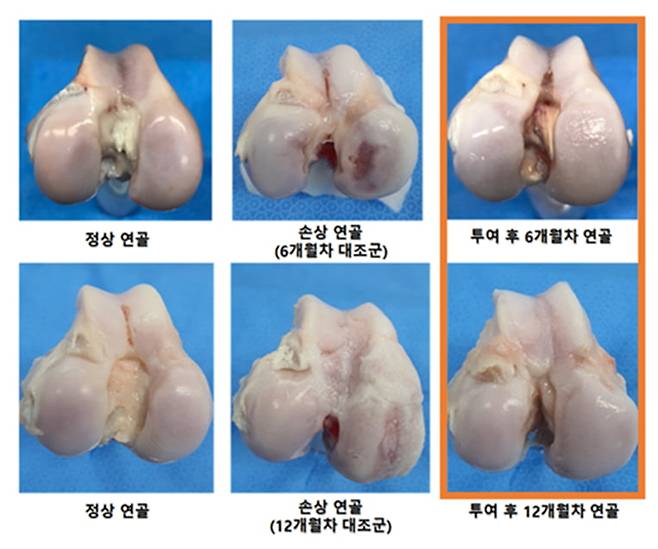 골관절염을 인위적으로 유발시킨 비임상시험(염소)에서 퓨어스템-오에이 키트주를 투여한 뒤 6개월, 12개월 시점에서 관절면의 구조개선을 평가한 결과. 정상연골과 거의 동등한 수준으로 구조개선(연골조직 및 반월판 부위 재생, 염증 억제) 됨을 볼 수 있다. 강스템바이오텍 제공