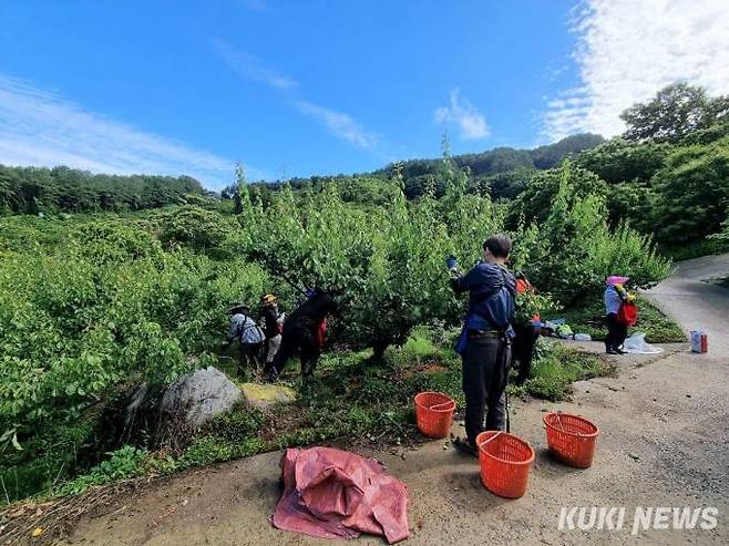 광양시는 경지면적(4701ha) 대비 친환경농산물 인증면적(1912ha) 비율이 40.7%로 22개 시군에서 가장 높다. 광양지역의 한 농가에서 매실 수확이 한창이다. 사진=전남도