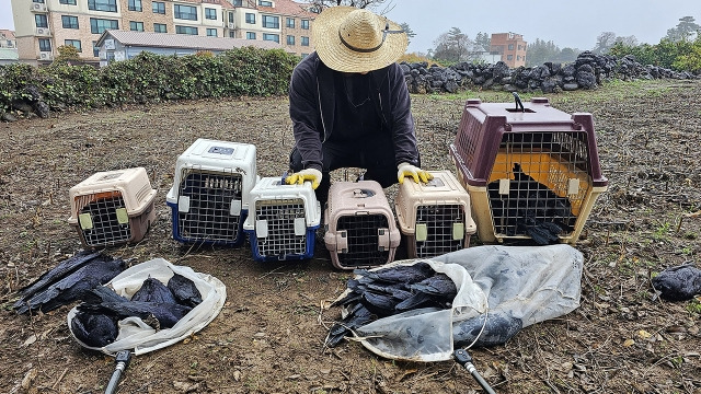 지난달 제주 오라동 일대에서 집단폐사한 채 발견된 떼까마귀. 한국조류보호협회 제주도지회 제공