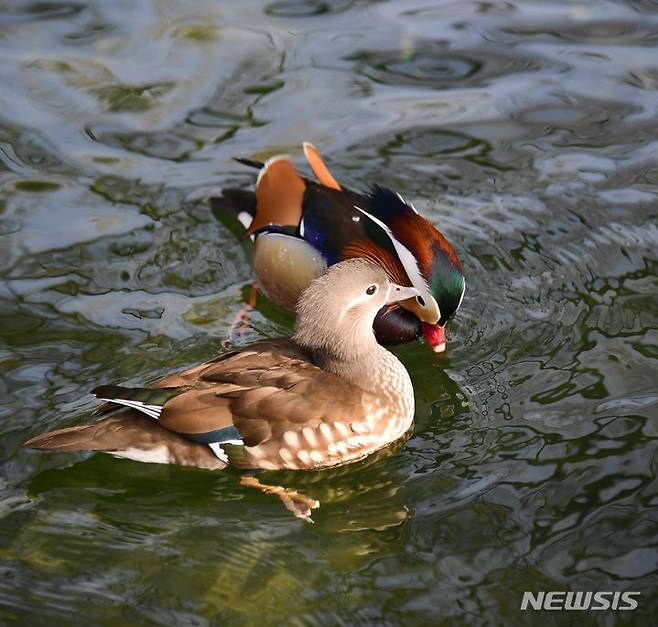남원 광한루원 연못의 한쌍 원앙 부부. *재판매 및 DB 금지