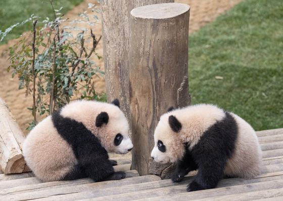 A photo of the giant panda twin cubs Rui Bao (left) and Hui Bao released on Thursday. [SAMSUNG C&T]