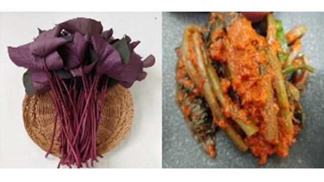 채소용 고구마 통채루 잎·잎자루(사진 왼쪽)와 통채루 잎·잎자루 김치 (사진, 농촌진흥청)