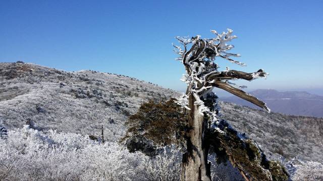 ▲ 천제단을 배경으로 우뚝 선 주목. 주목은 태백산의 역사 그 자체이다.