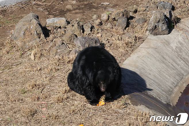 3일 제주도는 이날부터 서귀포시 성산읍 수산리 제주자연생태공원에서 보호하고 있는 국제적 멸종위기종인 반달가슴곰 4마리를 일반에 공개했다.(독자제공)/뉴스1