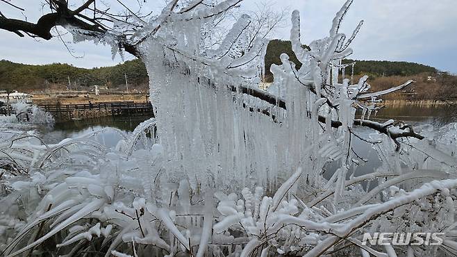 [울산=뉴시스] 배병수 기자 = 영하권 날씨를 보인 9일 오전 울산시 남구 선암호수공원 내 나뭇가지에 고드름이 매달려 있다. 2024.01.09. bbs@newsis.com