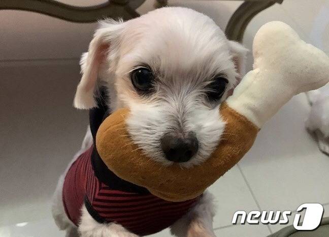 심장판막수술 받고 건강을 회복한 강아지(넬동물의료센터 제공) ⓒ 뉴스1