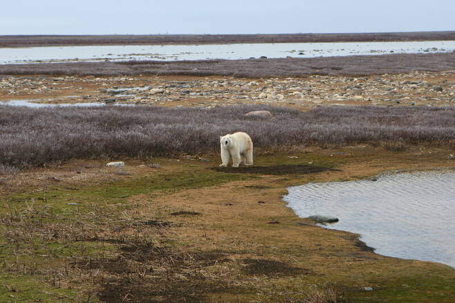 캐나다 서부 허드슨만의 북극곰 모습. 남종영